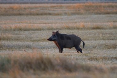Slovakya 'da yaban domuzu, gün doğumunda,