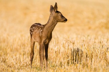 Yazın vahşi doğada çok genç, kör ve hasta bir karaca. 