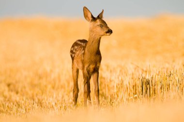 Yazın vahşi doğada çok genç, kör ve hasta bir karaca. 