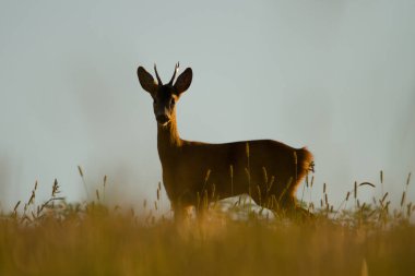 Altın saatinde roe geyiği - Destansı manzara, vahşi yaşam, Slovakya 