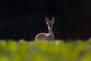 Bahar doğasında Roe geyiği, Slovakya yaban hayatı