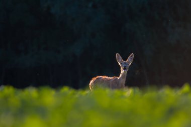 Bahar doğasında Roe geyiği, Slovakya yaban hayatı