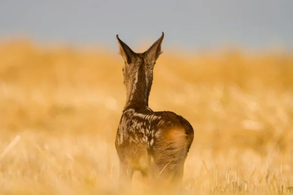 Caprioli Molto Giovani Ciechi Malati Estate Natura Selvaggia Slovacchia — Foto Stock