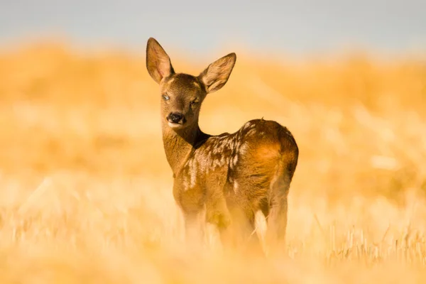 Very Young Blind Sick Roe Deer Summer Wild Nature Slovakia — Stock Photo, Image