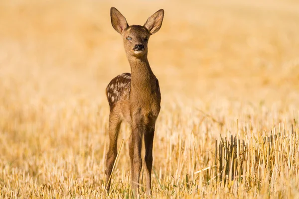 Very Young Blind Sick Roe Deer Summer Wild Nature Slovakia — Stock Photo, Image