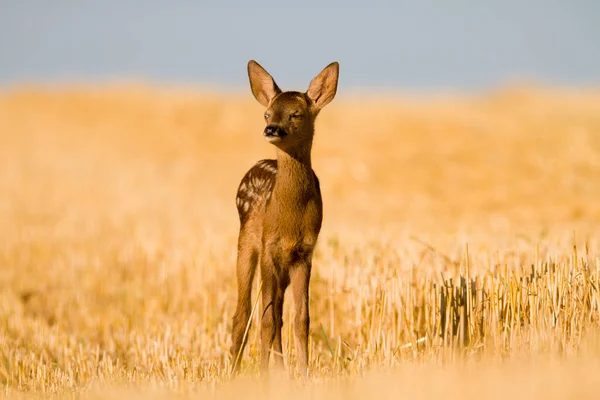 Very Young Blind Sick Roe Deer Summer Wild Nature Slovakia — Stock Photo, Image