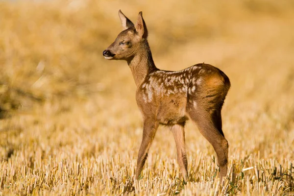 Caprioli Molto Giovani Ciechi Malati Estate Natura Selvaggia Slovacchia — Foto Stock