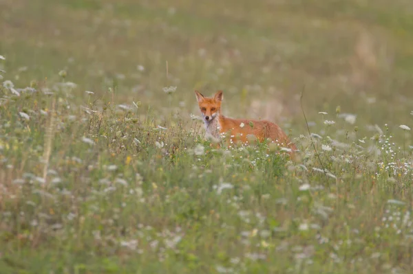 野生のスロバキアの自然 夏と高い草の中のキツネ — ストック写真