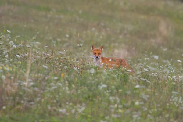 Renard Dans Nature Slovaque Sauvage Été Herbes Hautes — Photo