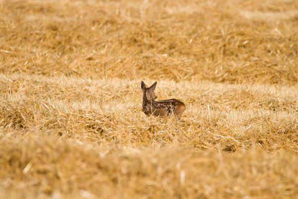 Sick Blind Very Young Cub Roe Deer Wild Nature Slovakia — Stock Photo, Image