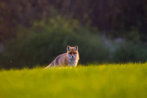 Fox Στο Γρασίδι Σλοβακία — Φωτογραφία Αρχείου