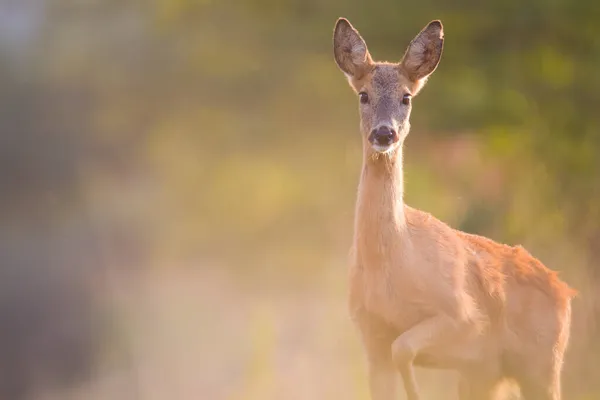 Roe Deer Spring Nature Slovakia Wildlife — Stock Photo, Image