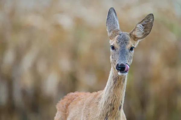 Roe Deer Spring Nature Slovakia Wildlife — Stock Photo, Image