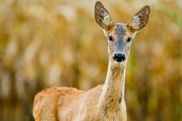 Roe Deer Spring Nature Slovakia Wildlife — Stock Photo, Image