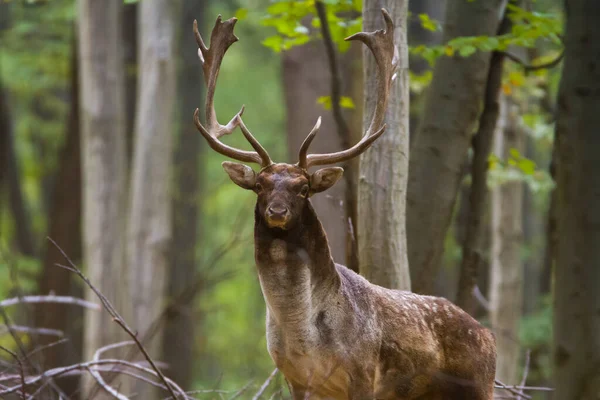 Cervos Rasos Dama Dama Durante Rotina Floresta Outono Com Belas — Fotografia de Stock