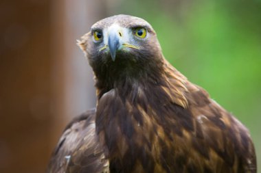 Kartal doğayı kapatır