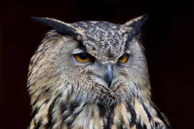 Baykuş yakın, vahşi doğa