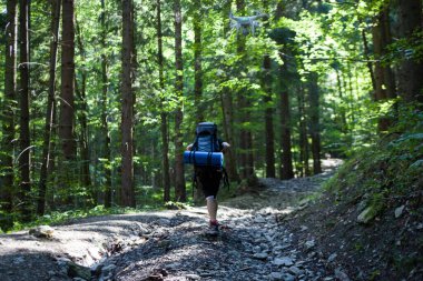 İnsansız hava aracıyla ormanda video çekimi