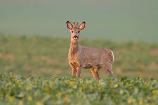 Rådjur Ruda Sommar Vild Natur Slovakien — Stockfoto