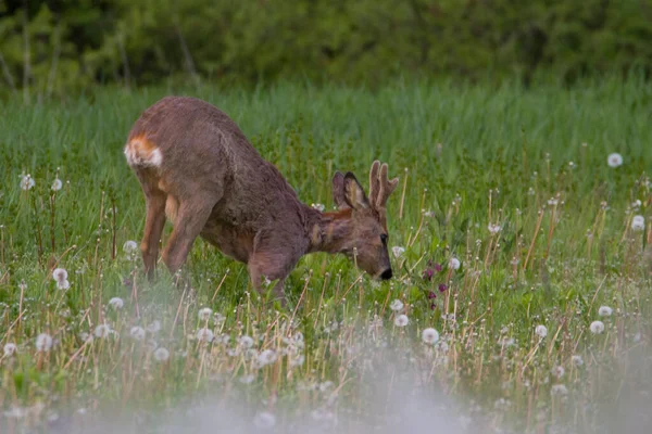 Roe Deer Spring Nature Slovakia Wildlife — Stock Photo, Image