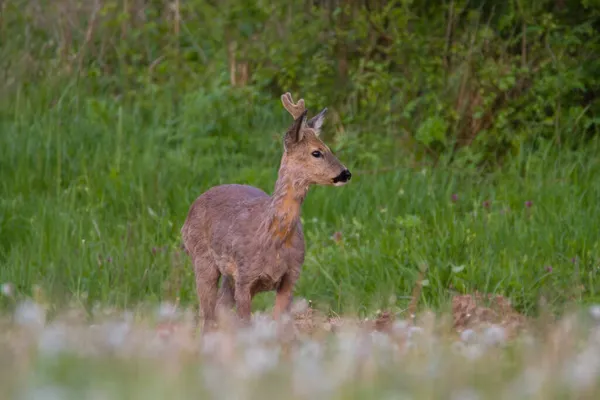 Capriolo All Inizio Della Primavera Natura Selvaggia Con Sfondo Verde — Foto Stock