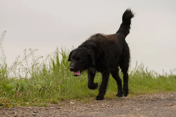 Correndo Cão Preto Natureza Eslováquia — Fotografia de Stock