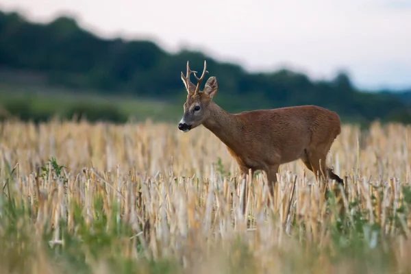 Rådjur Ruda Vild Natur Sen Vår Eller Sommar Användbar För — Stockfoto