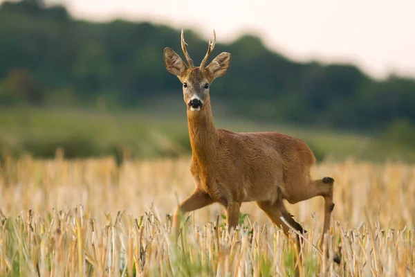 Rehwild Freier Natur Spätes Frühjahr Oder Sommer Nützlich Für Jagdzeitschriften — Stockfoto