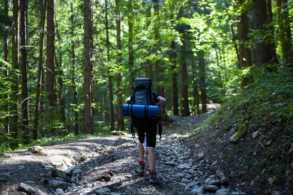 Tournage Vidéo Par Drone Forêt — Photo