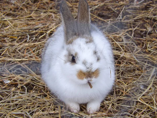 Liebre Conejo Granja Está Comiendo Bienvenido Primavera Pascua —  Fotos de Stock