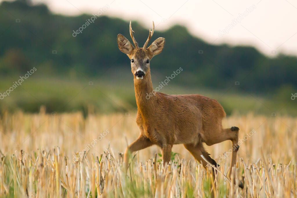 Roe deer in rut in wild nature,late spring or summer, useful for hunting magazines or articles, Slovakia 