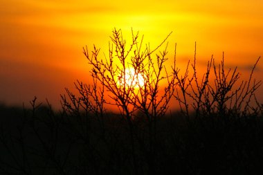 Doğadaki ağaçların arkasında inanılmaz bir gün batımı.