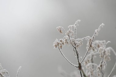 Kış doğasında donmuş bitki.