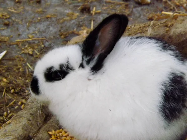 Liebre Conejo Granja Está Comiendo Bienvenido Primavera Pascua —  Fotos de Stock