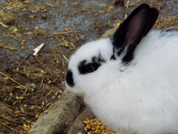 Hase Hase Auf Dem Bauernhof Isst Frühling Und Ostern Willkommen — Stockfoto