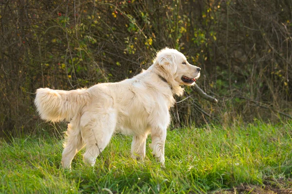 Renkli sonbahar vahşi doğasında altın av köpeği.