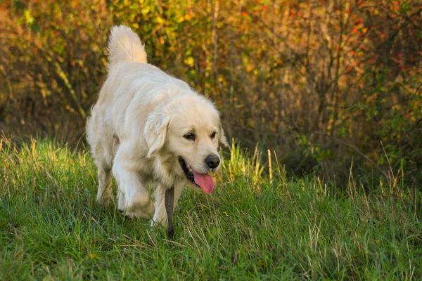 Cão Recuperador Ouro Outono Colorido Natureza Selvagem — Fotografia de Stock