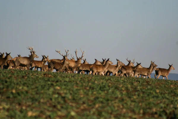 Big herd of red deer males and females in spring wild nature,useful for hunting magazines, articles or news, Slovakia