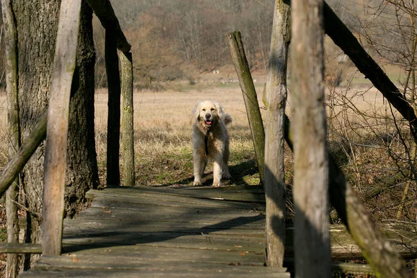 Dog on the other side of bridge in spring nature