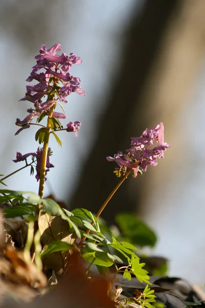 Vahşi Doğada Bahar Çiçeği Bahar Geliyor Slovakya — Stok fotoğraf