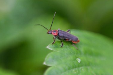 Makro içerisindeki böcek yeşil arkaplanda yakın plan, yeşil hayat, Slovakya