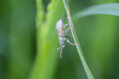 Makro içerisindeki böcek yeşil arkaplanda yakın plan, yeşil hayat, Slovakya