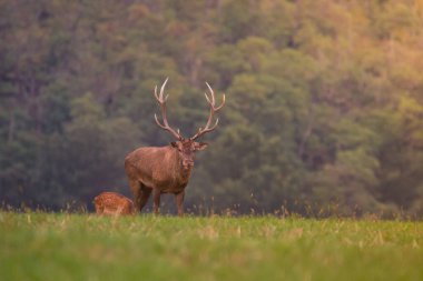 Sonbaharda sıcacık ışık ve vahşi Slovakya ile rutin bir yerde eski büyük kırmızı geyik, av haberleri ya da makaleler için kullanışlı