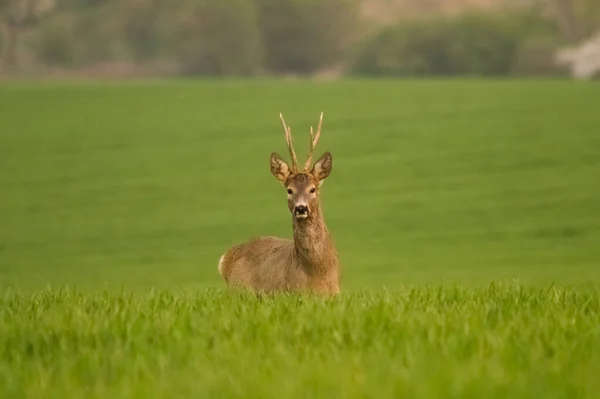 Rådjur Capreolus Capreolus Vilt Tillstånd Jaktsäsong Vilda Hanrådjur Naturen Varma — Stockfoto