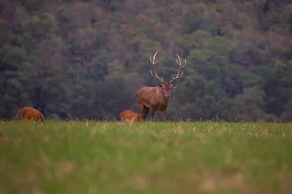 Old Big Red Deer Rut Place Autumn Warm Light Wildife — Stock Photo, Image