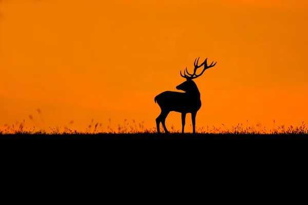 Alte Große Rothirsche Rut Ort Herbst Mit Warmem Licht Wildife — Stockfoto