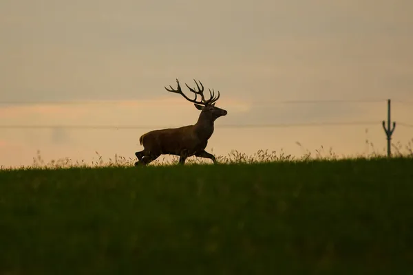 Veado Vermelho Grande Velho Lugar Rotina Durante Outono Com Luz — Fotografia de Stock