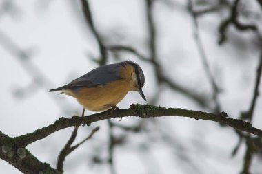 Kuş - ağaçtaki çalı çırpı, vahşi yaşam, Slovakya