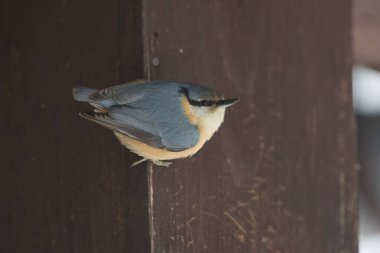 Kuş - ağaçtaki çalı çırpı, vahşi yaşam, Slovakya