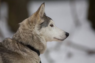 Husky köpek yakın fotoğraf Epik derin gözleri ile kış ve kar